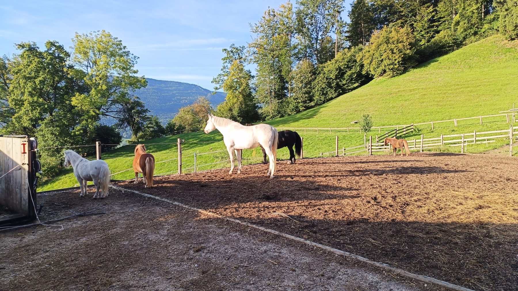 Pony auf der Weide über dem Nebelmeer