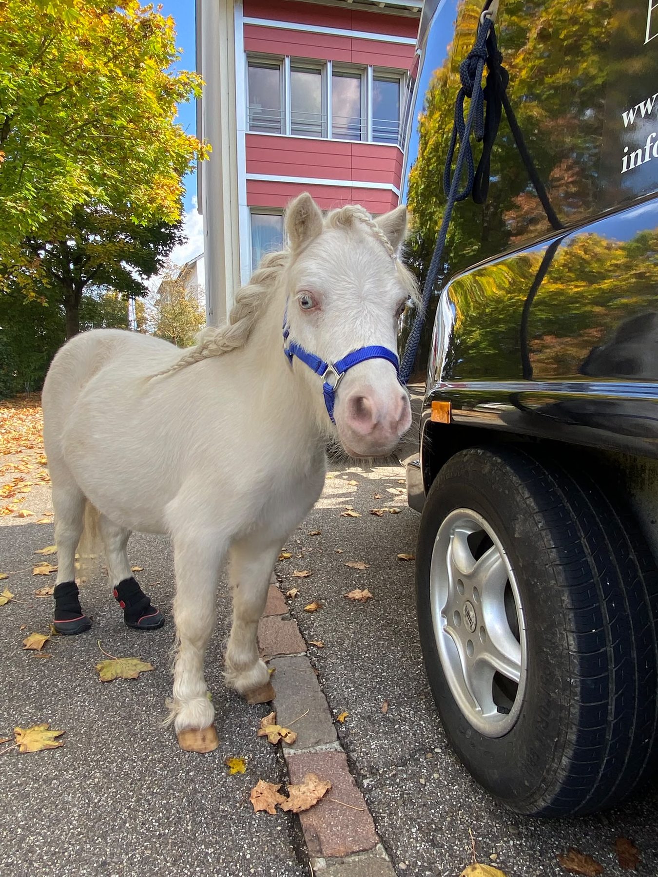 Carlo, Pony bei Equinature
