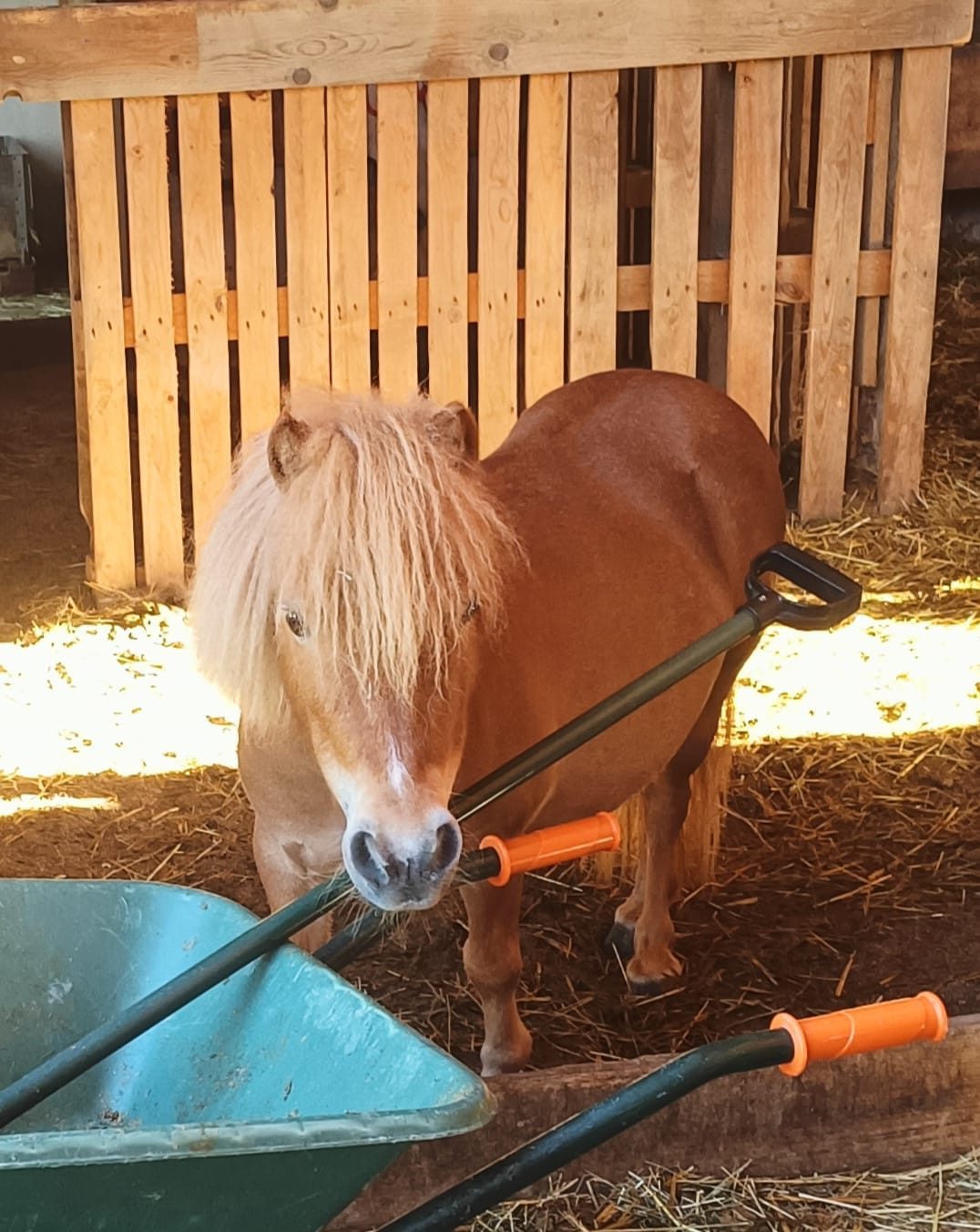Cheyenne, Pony bei Equinature