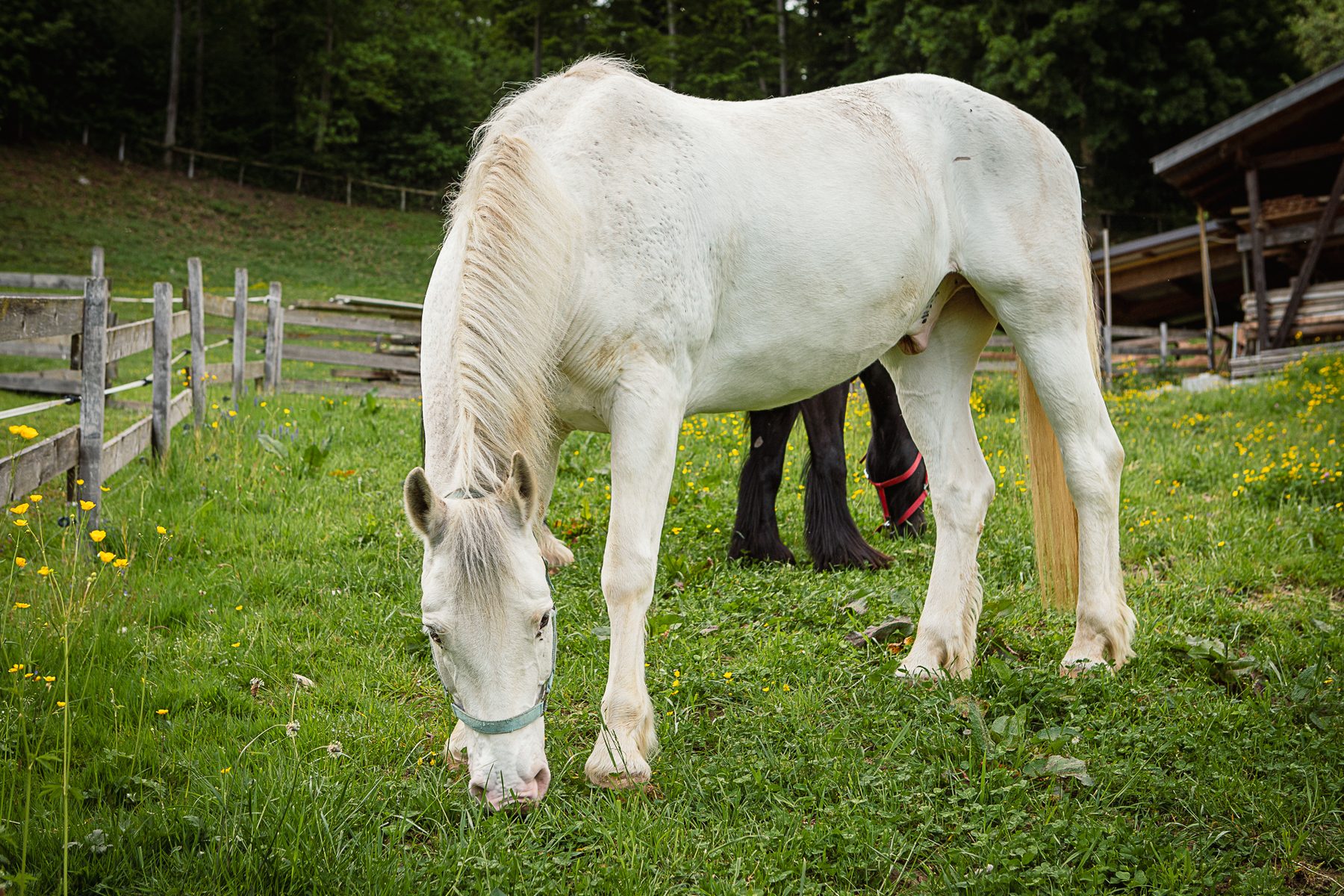 DeeJee, Freiberger Wallach bei Equinature