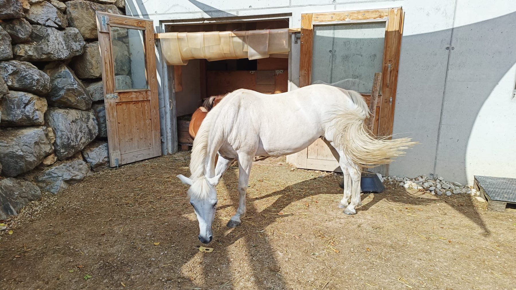 Nessi, Pony bei Equinature