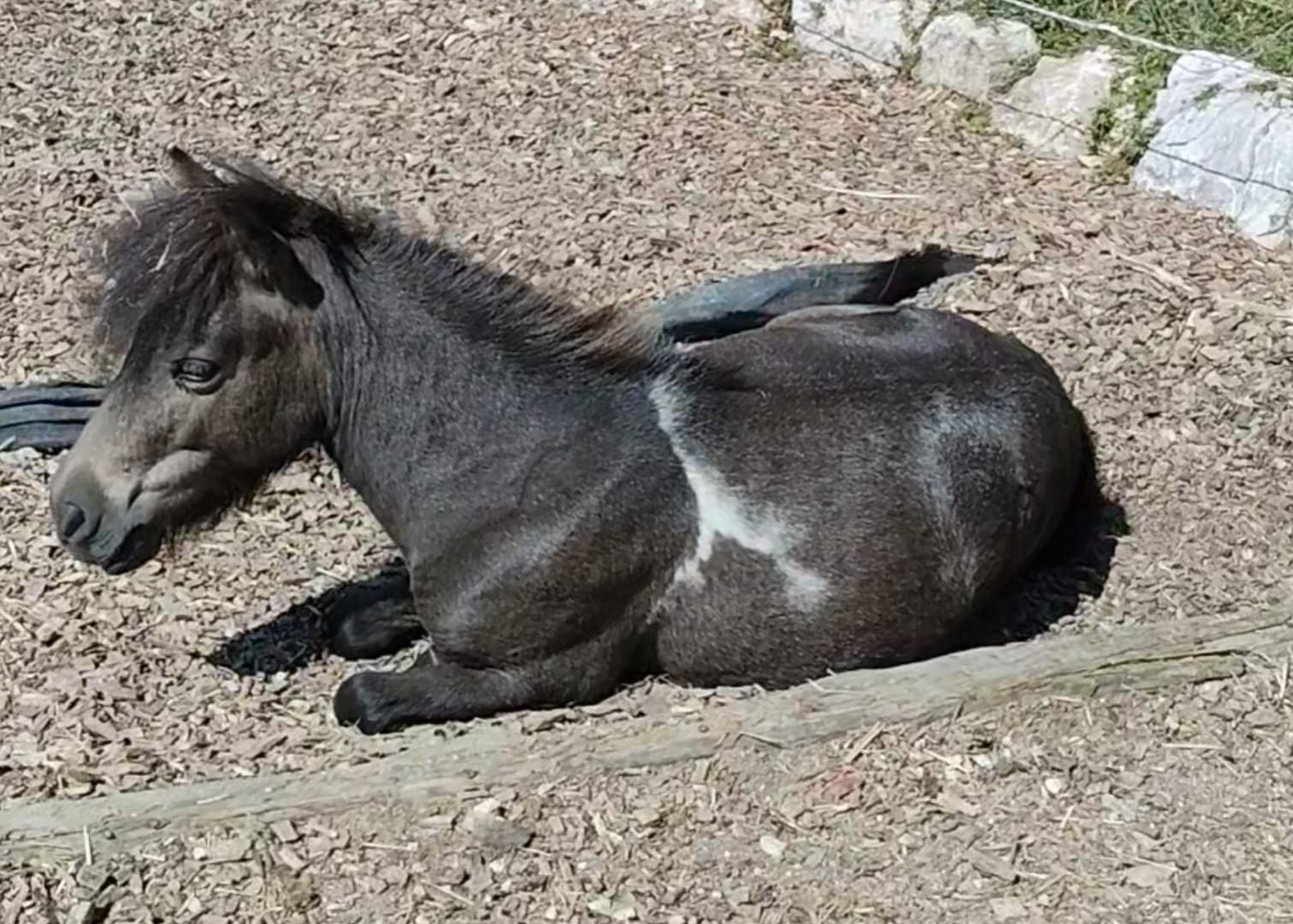 Querido, Pony bei Equinature