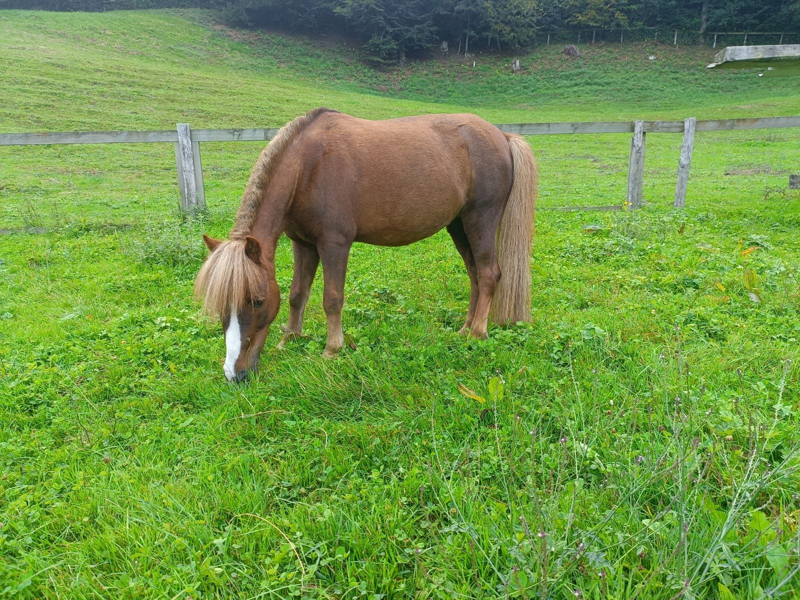 Sindi, Pony bei Equinature