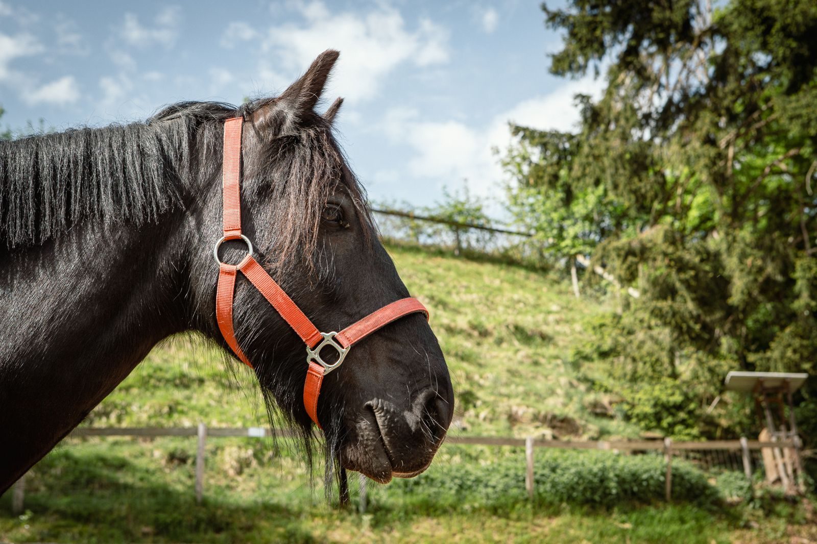 Vinnie, Dales-Pony bei Equinature